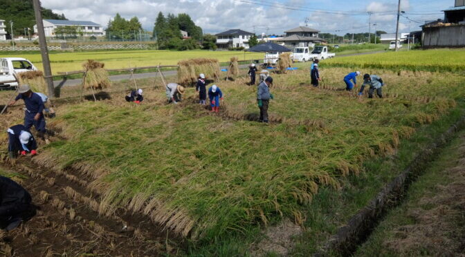 小野田小学校の稲刈りに参加しました